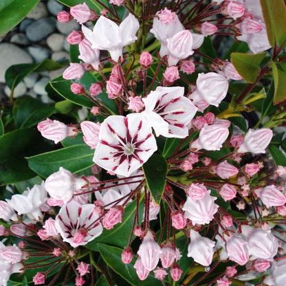 Kalmia latifolia 'Peppermint'