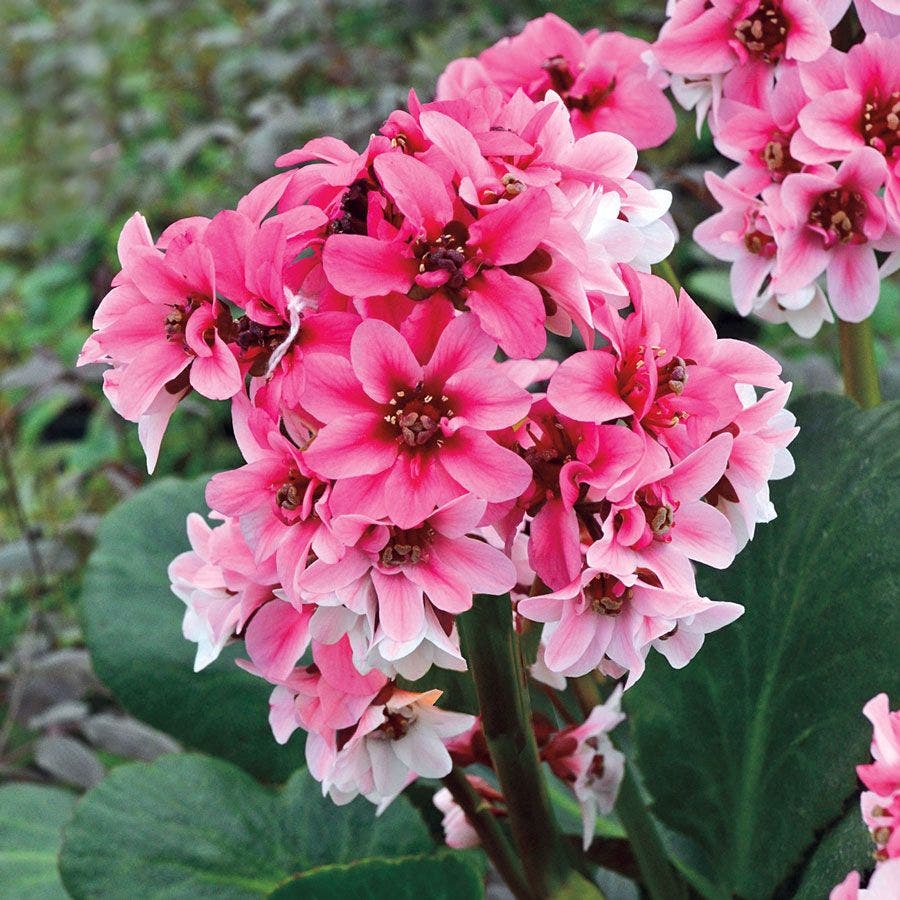 Bergenia Dragonfly™ 'Sakura'