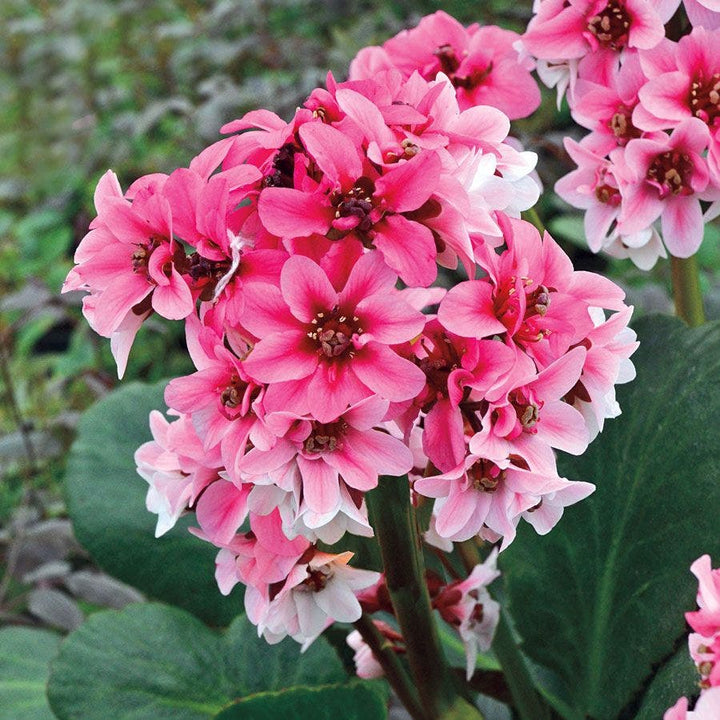 Bergenia / Pigsqueak, large leathery leaves with attractive pink ...