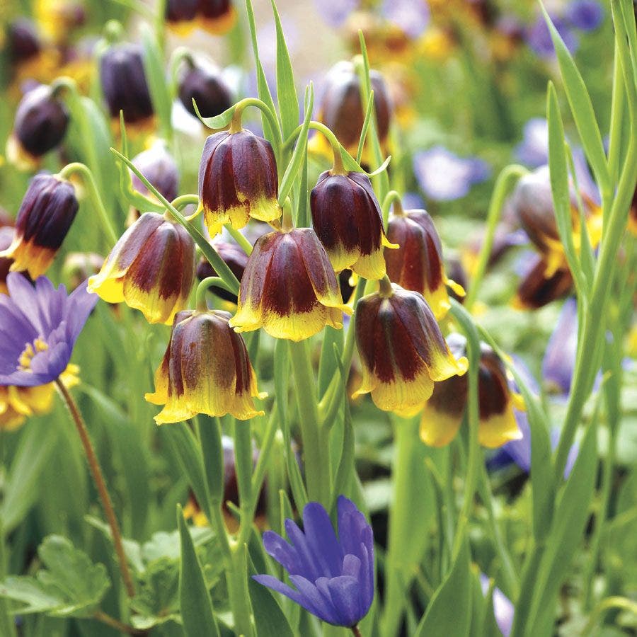 Fritillaria Anemone Fairy Tale Blend Bulbs