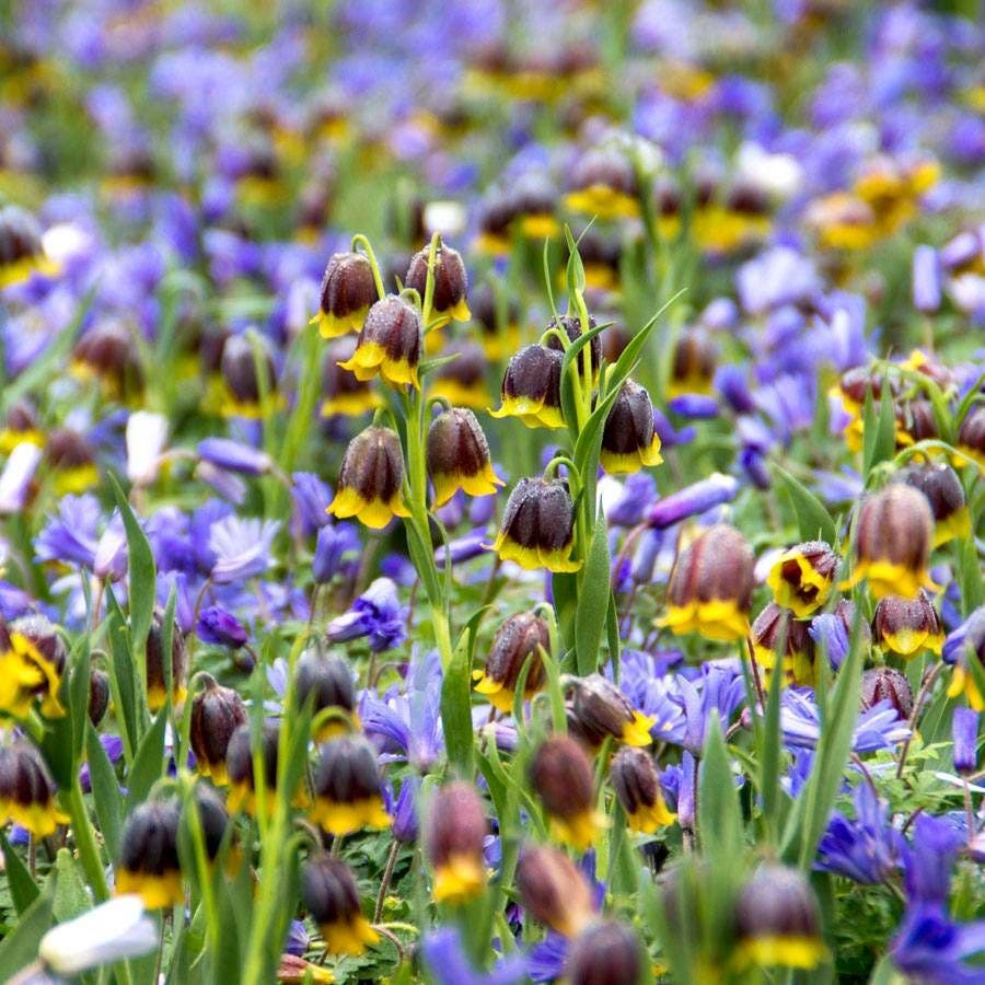 Fritillaria Anemone Fairy Tale Blend Bulbs