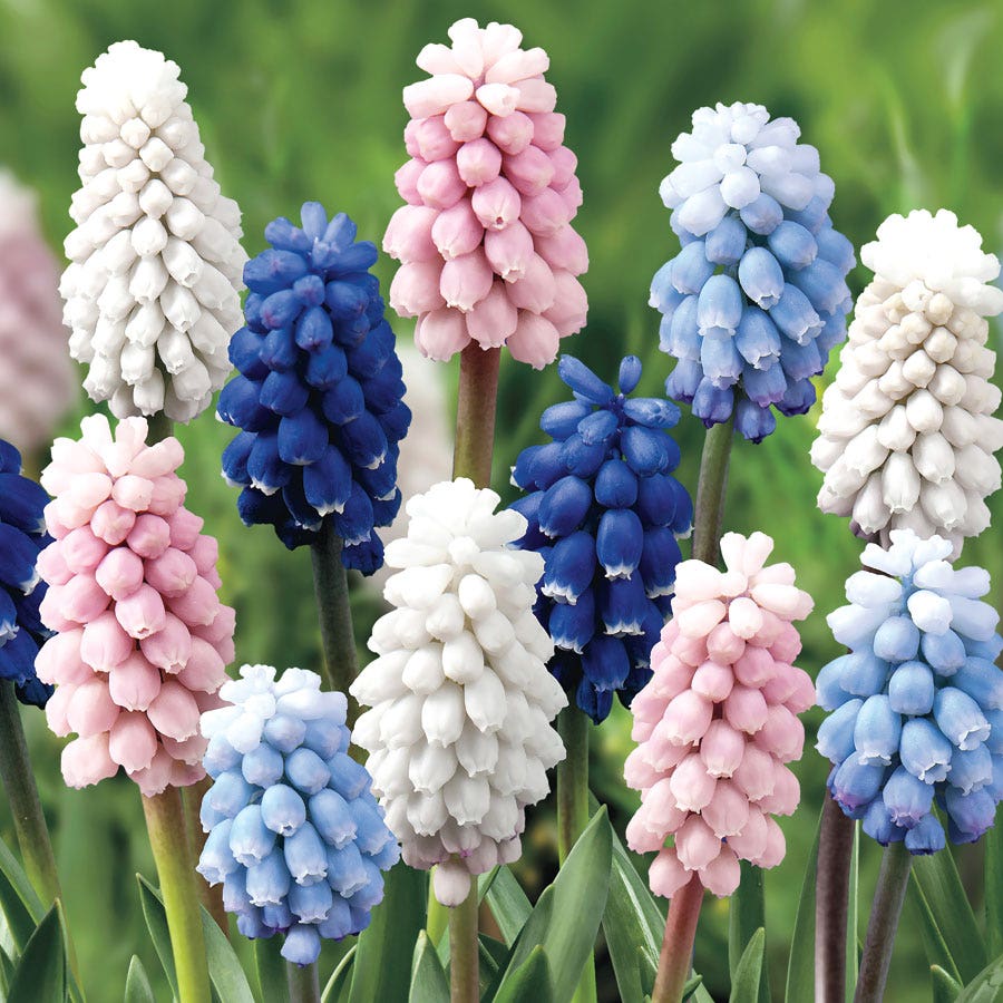 'Color Festival' Grape Hyacinth Mix Bulbs