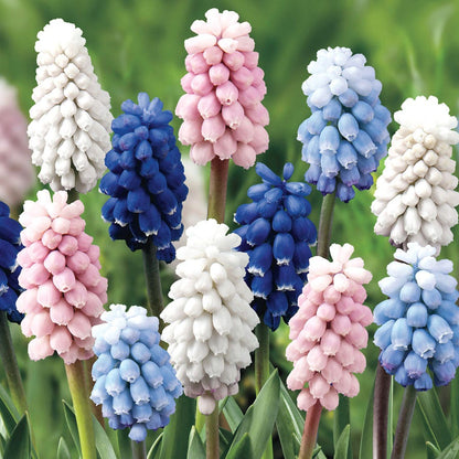 'Color Festival' Grape Hyacinth Mix Bulbs