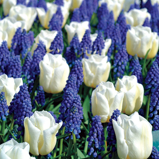 Tulip Grape Hyacinth Bulb Mix