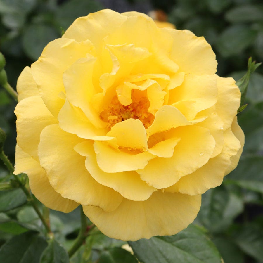 Rosa The Poet's Wife