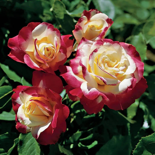 Rosa Double Delight