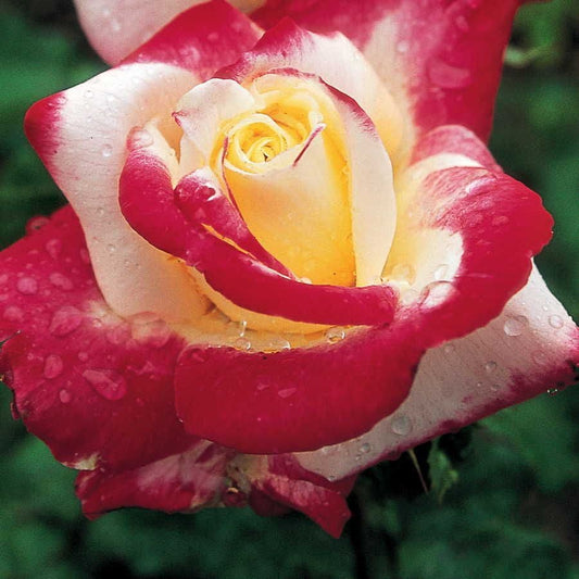 Rosa Double Delight