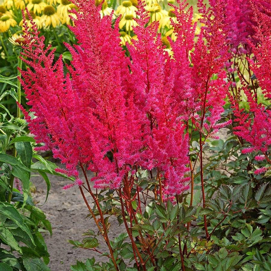 Astilbe Mighty® 'Chocolate Cherry'