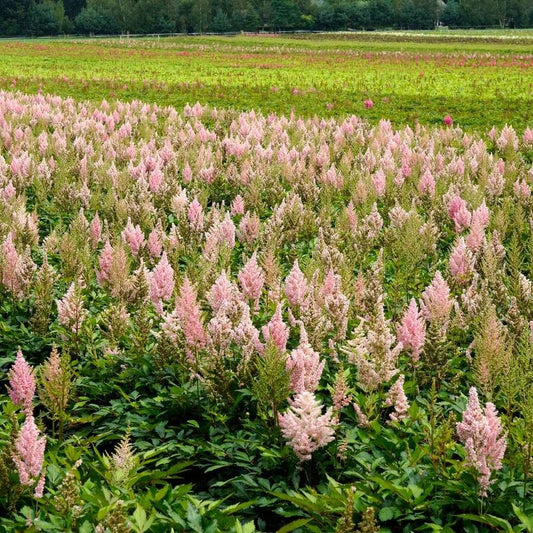 Astilbe Younique Salmon™