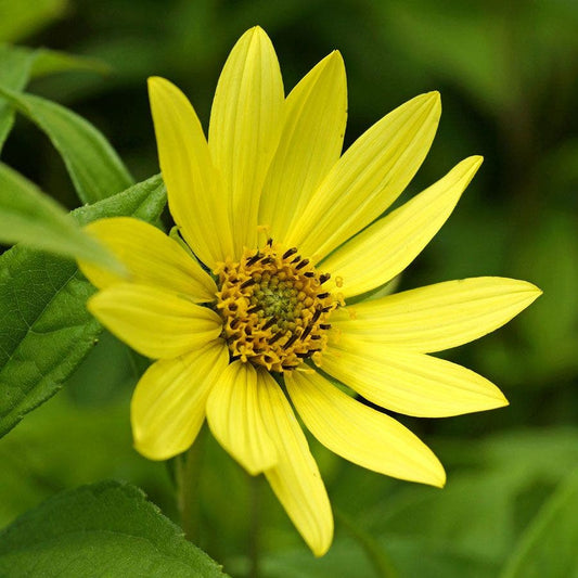 Helianthus Lemon Queen