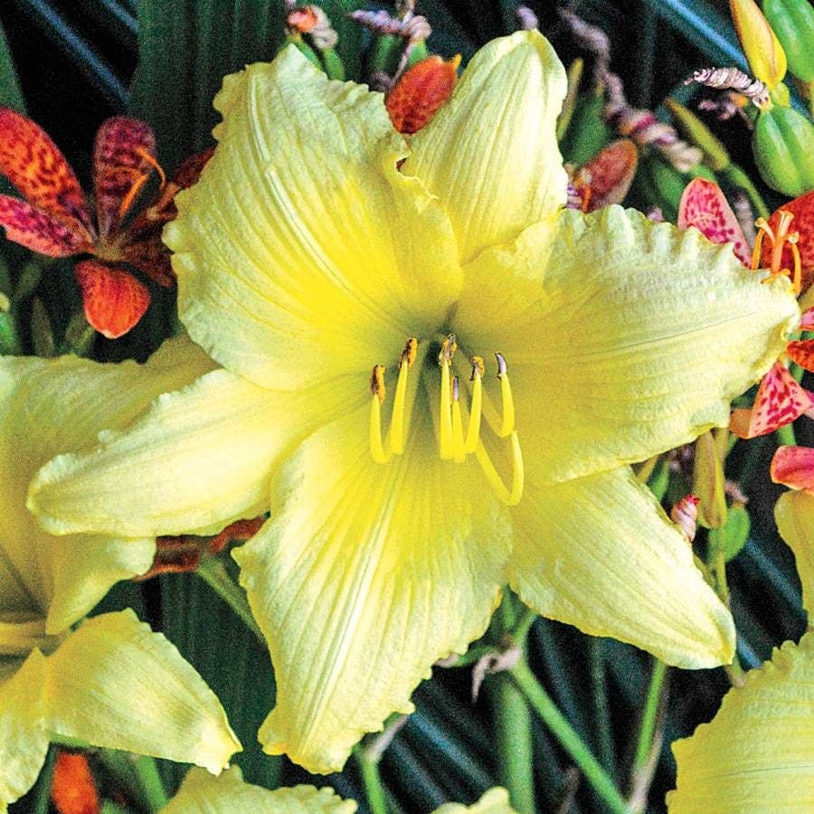 Hemerocallis 'Big Time Happy'