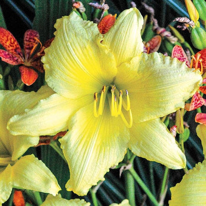 Hemerocallis 'Big Time Happy'