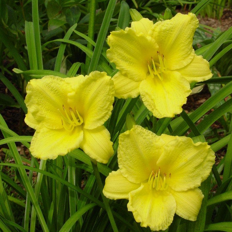 Hemerocallis 'Big Time Happy'