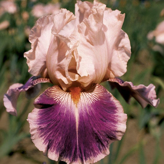 Iris 'Cherry Blossom Song'