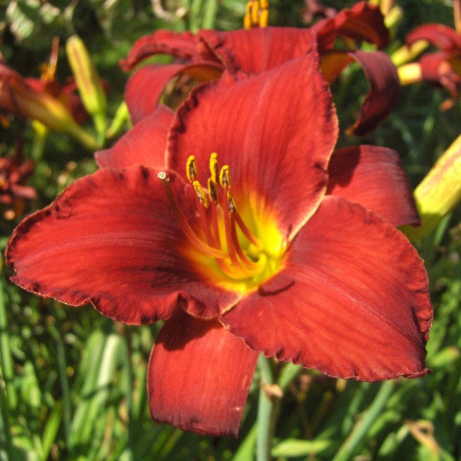 Hemerocallis 'Ruby Stella'