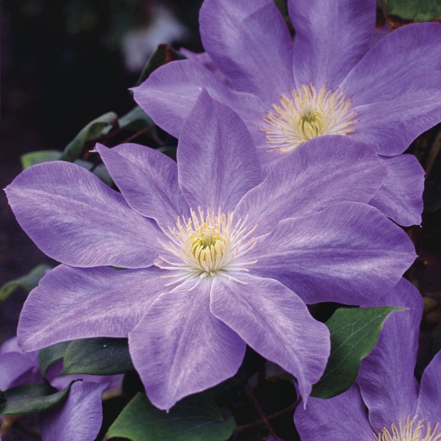 Clematis Diana's Delight™