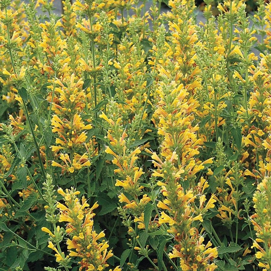 Agastache Kudos™ 'Kudos Yellow'