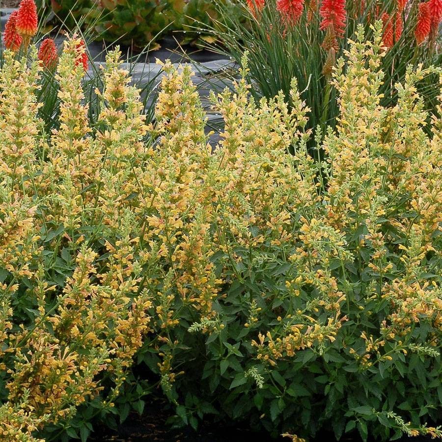 Agastache Kudos™ 'Kudos Yellow'
