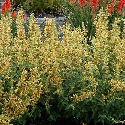 Agastache Kudos™ 'Kudos Yellow'