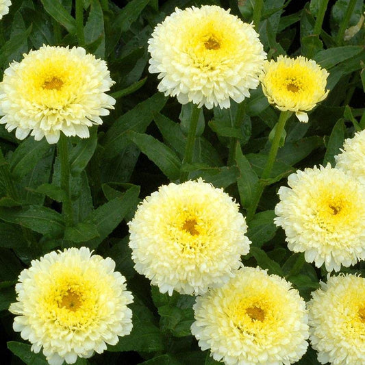 Leucanthemum 'Luna'