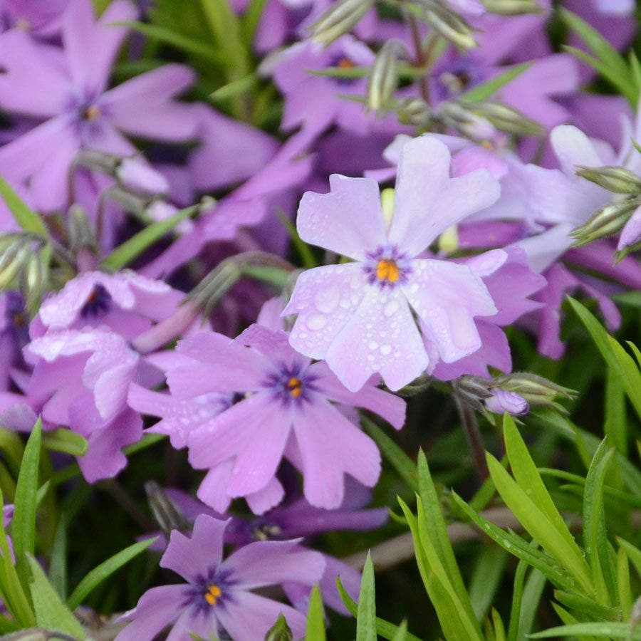 Phlox 'Purple Beauty'
