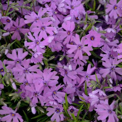 Phlox 'Purple Beauty'