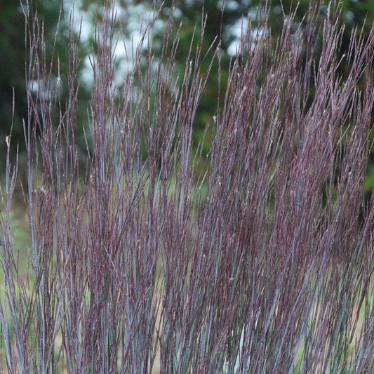 Schizachyrium Prairie Winds® 'Blue Paradise'