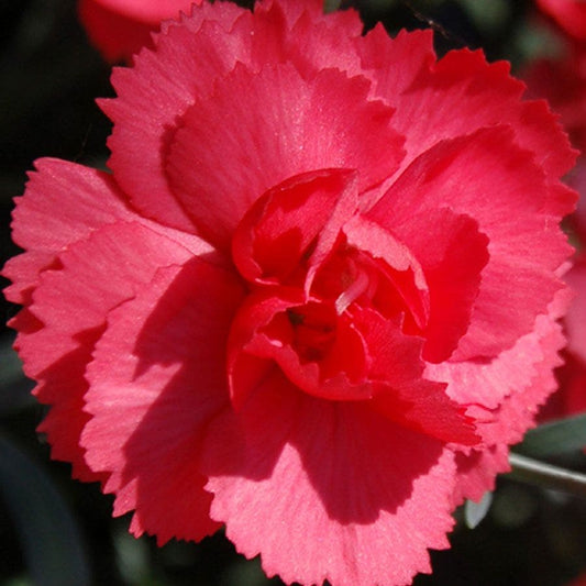 Dianthus Rosebud Mini Carnation Plant