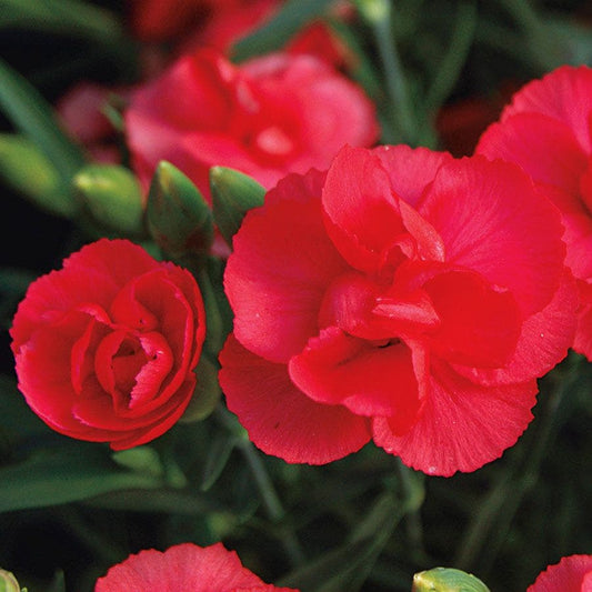 Dianthus Rosebud Mini Carnation Plant