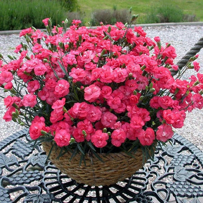 Dianthus Rosebud Mini Carnation Plant
