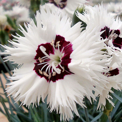 Star Single™ Stargazer - White Dianthus