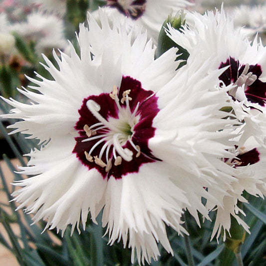 Star Single™ Stargazer - White Dianthus