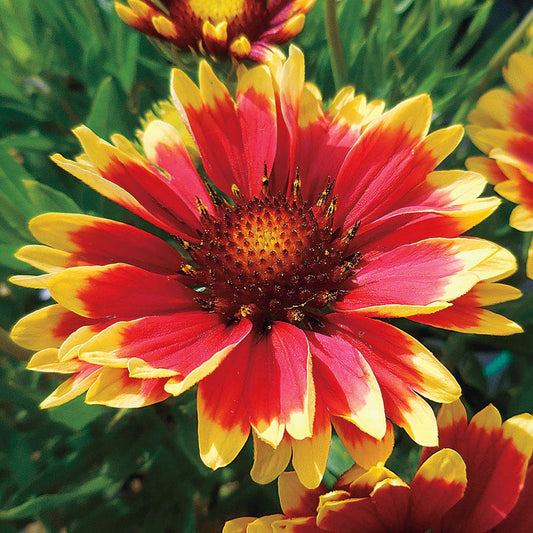 Gaillardia REALFLOR® 'Sunset Cutie'