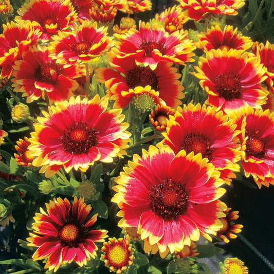 Gaillardia REALFLOR® 'Sunset Cutie'