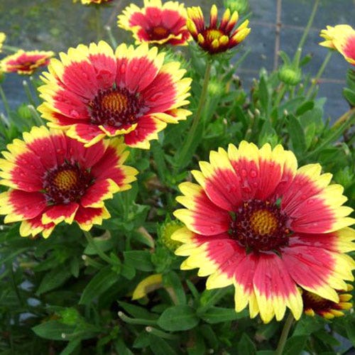 Gaillardia REALFLOR® 'Sunset Cutie'