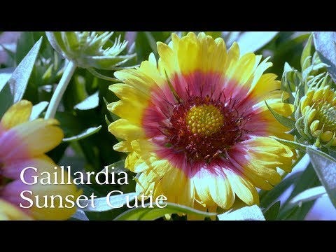 Gaillardia REALFLOR® 'Sunset Cutie'