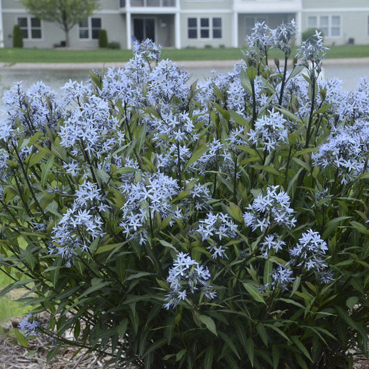Amsonia 'Storm Cloud' Bluestar