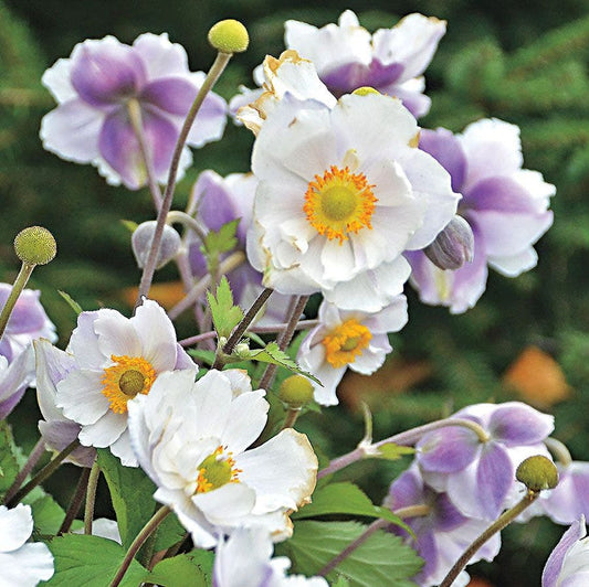 Anemone Dreaming Swan™
