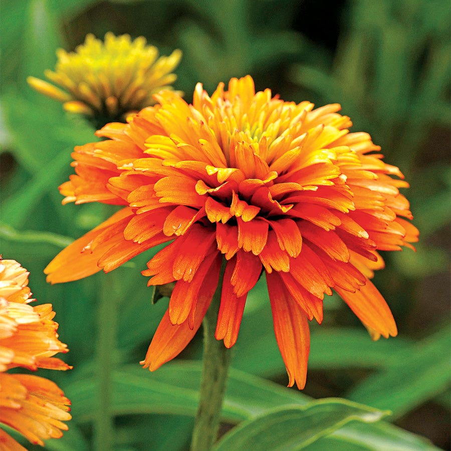 Echinacea Cone-Fections™ Marmalade