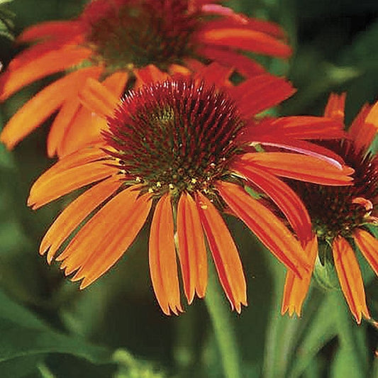 Echinacea Butterfly™ Orange Skipper