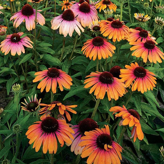 Echinacea Butterfly™ Rainbow Marcella Coneflower