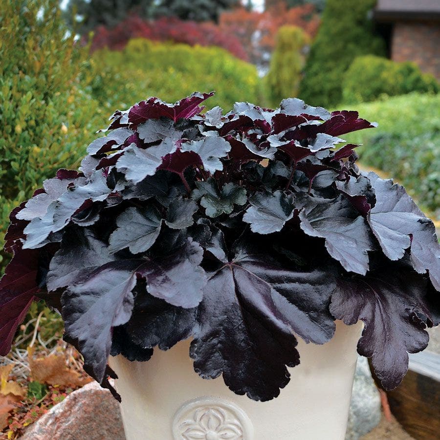 Heuchera Primo™ 'Black Pearl'