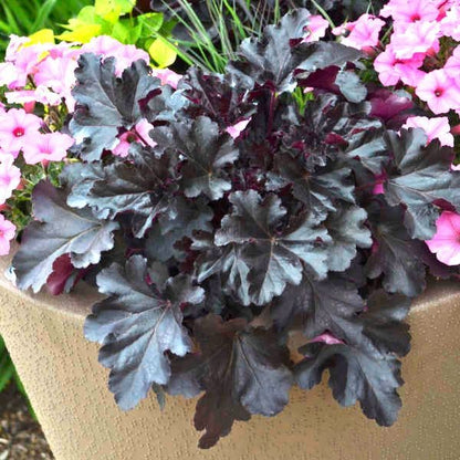 Heuchera Primo™ 'Black Pearl'