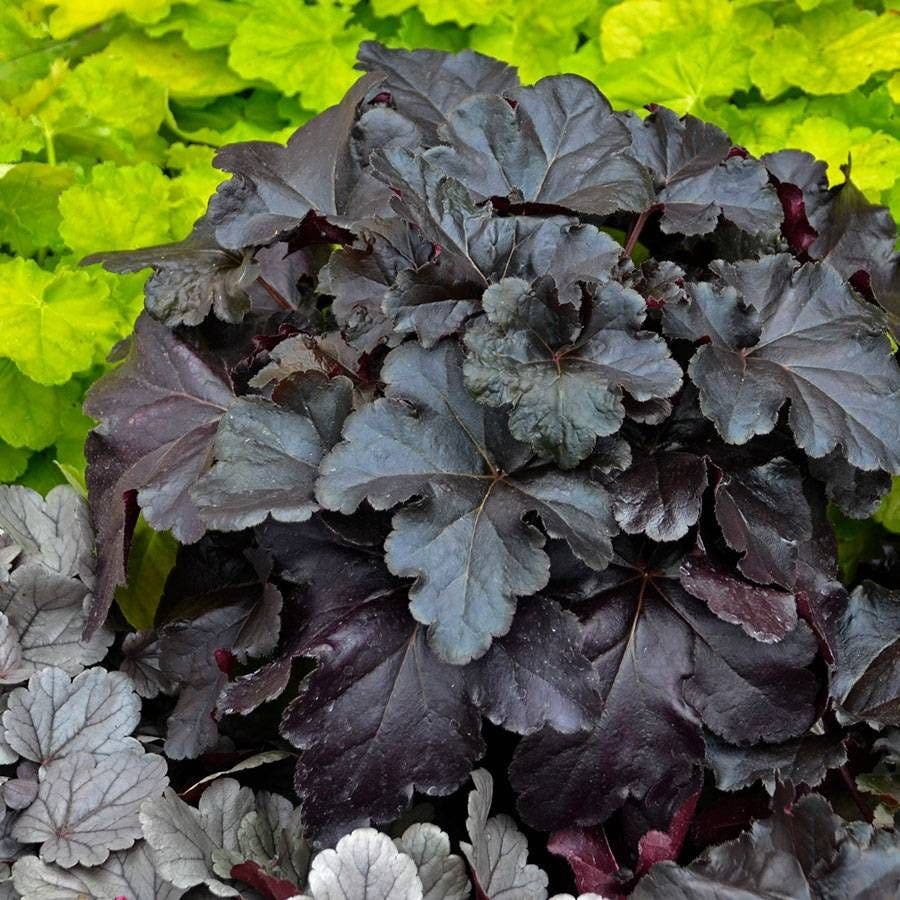 Heuchera Primo™ 'Black Pearl'