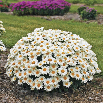 Leucanthemum 'Whoops-a-Daisy'