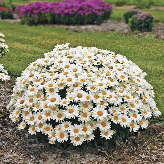 Leucanthemum 'Whoops-a-Daisy'