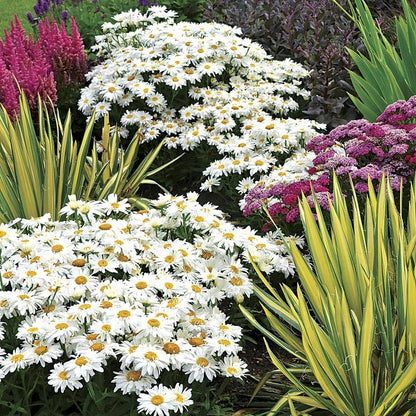 Leucanthemum 'Whoops-a-Daisy'
