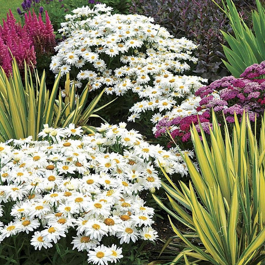 Leucanthemum 'Whoops-a-Daisy'