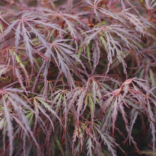 Acer 'Scarlet Princess'