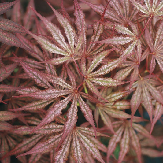 Acer 'Mikazuki'